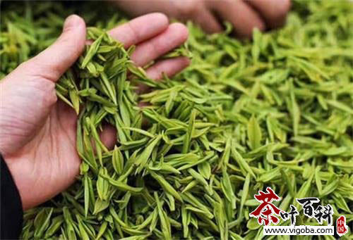 黄山毛峰茶的等级标准和鉴别方法