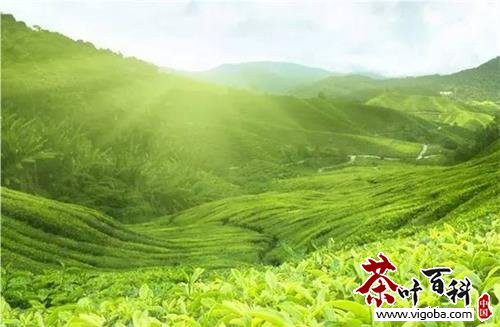 <b>台湾高山茶 台湾高山茶区有哪些</b>